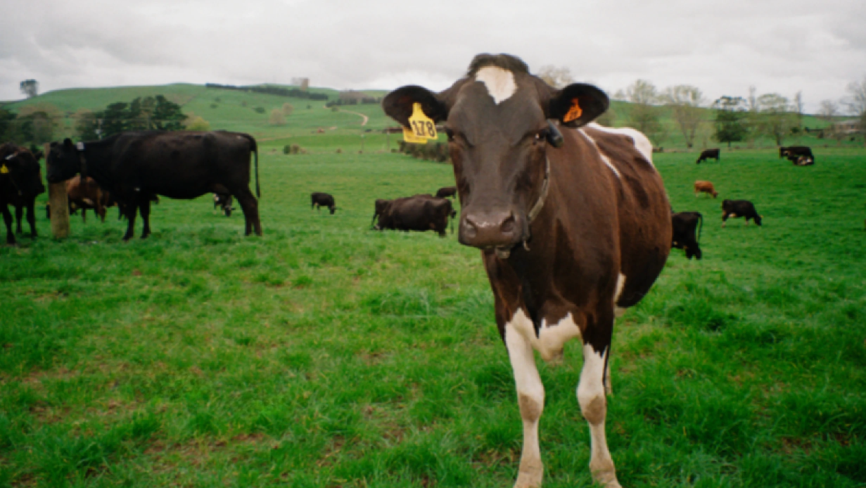 A small cow stands in a field with other cows grazing and resting behind it. 