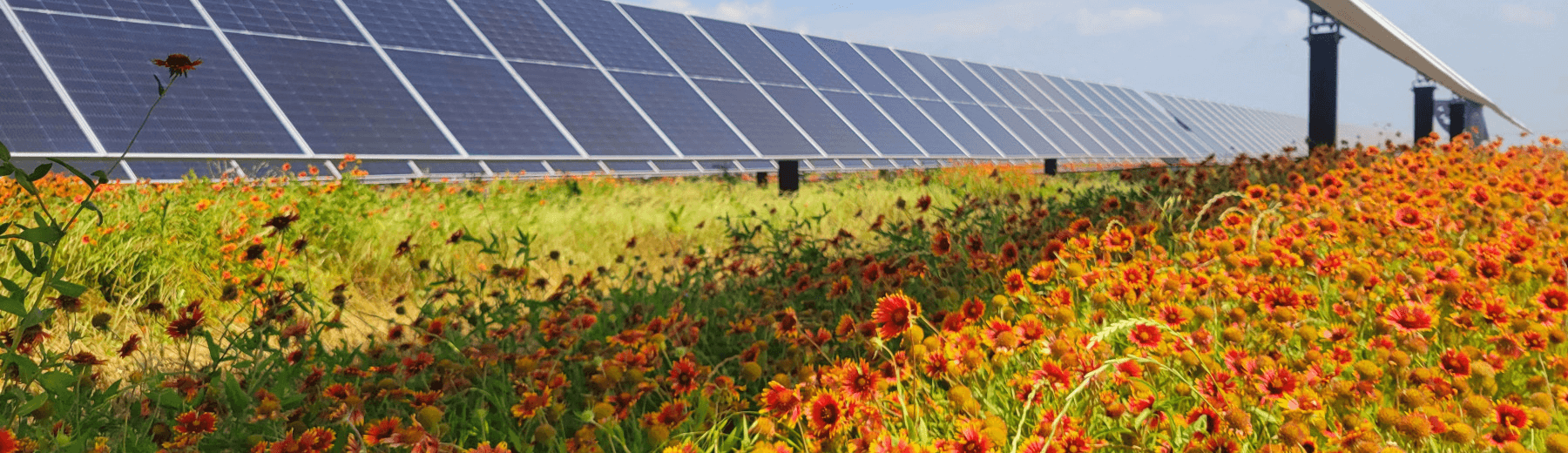 Rows of solar panels sit in a green field.