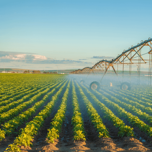 An irrigation system mists water on rows of leafy green crops. 