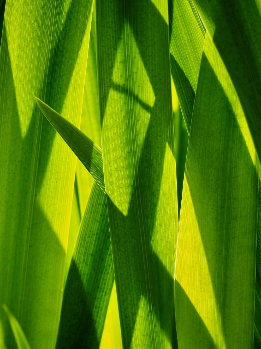 A close-up view of green leaves. 