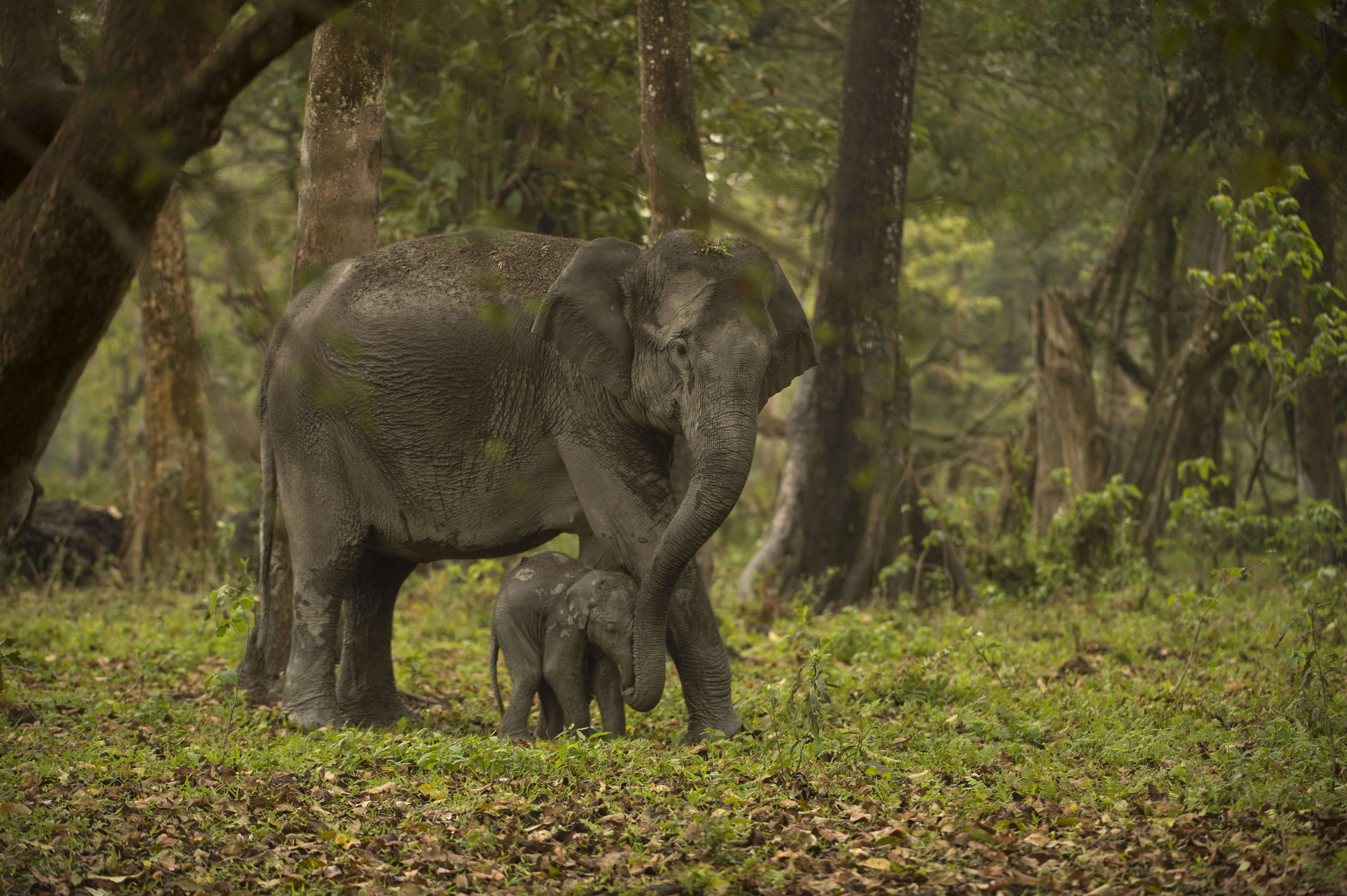 Elephants walk through forested greenery.