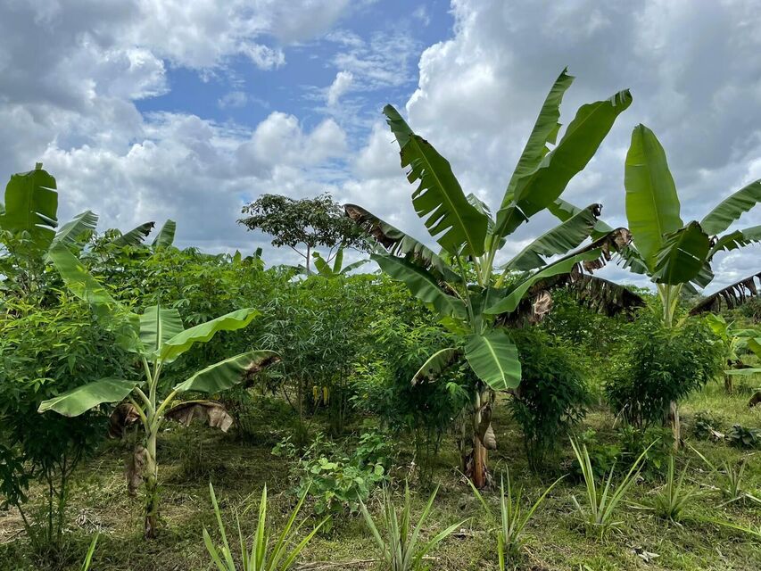 Green foliage in a tropical environment underneath blue skies with fluffy clouds.