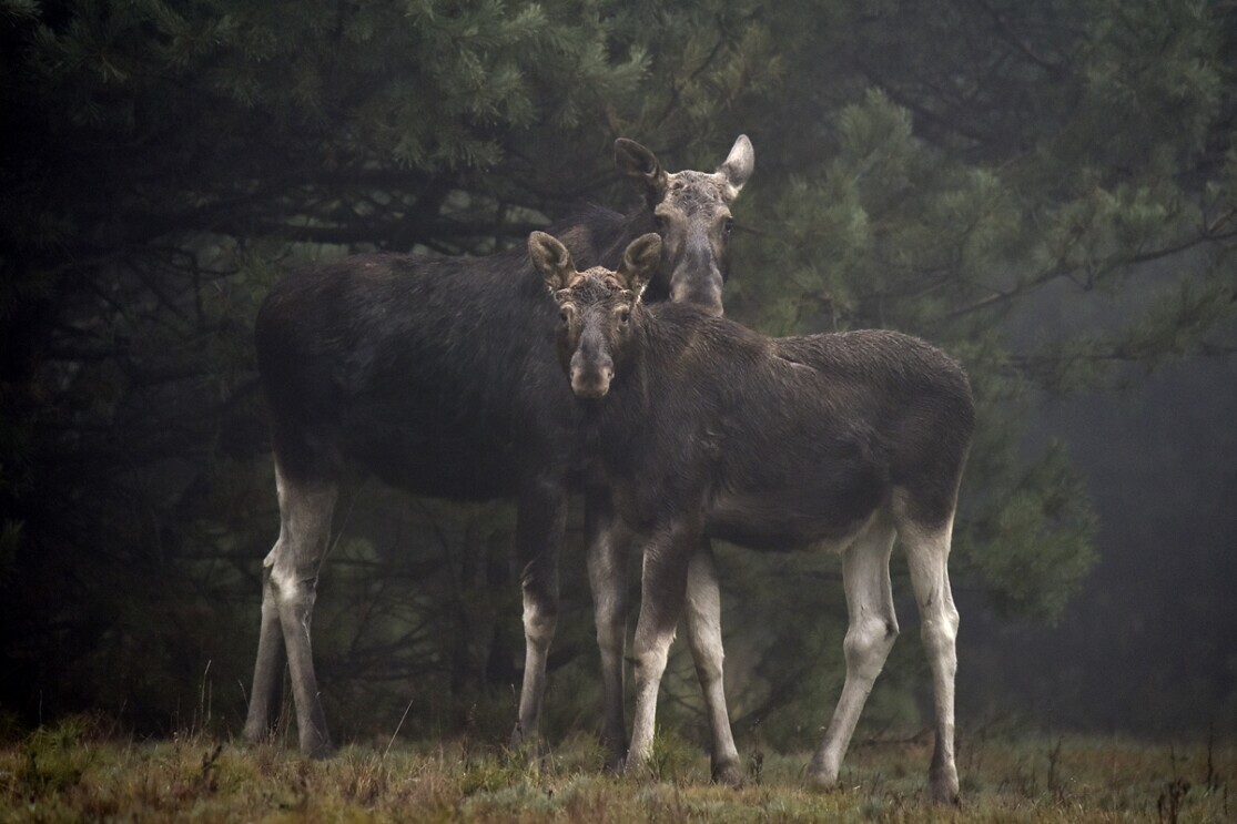 Two moose stand staring seemingly right at the camera.