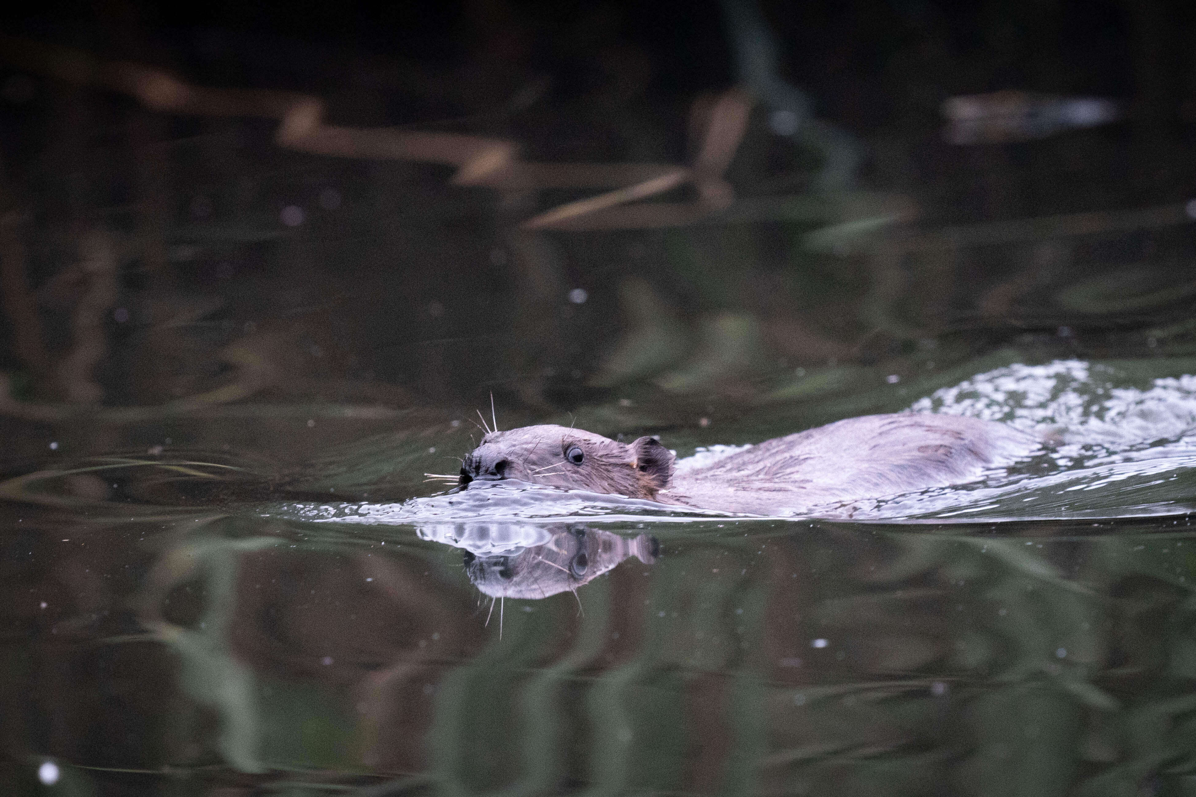 A beaver swims through a waterway.