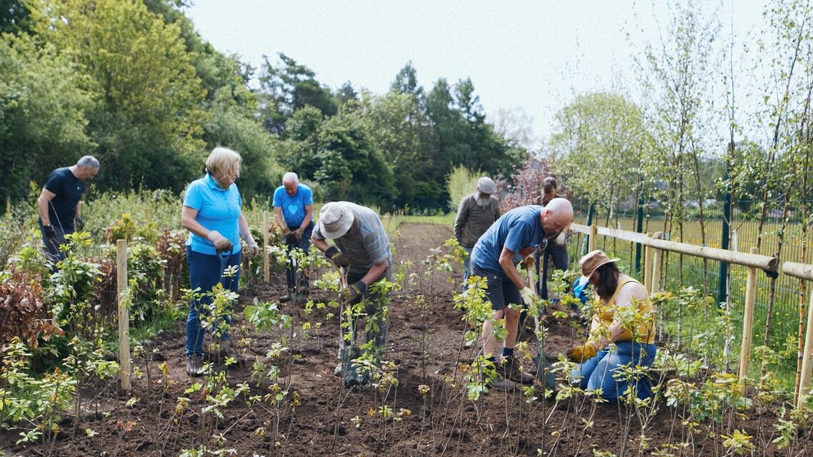 A group of people planting green vegetation in a cleared area.
