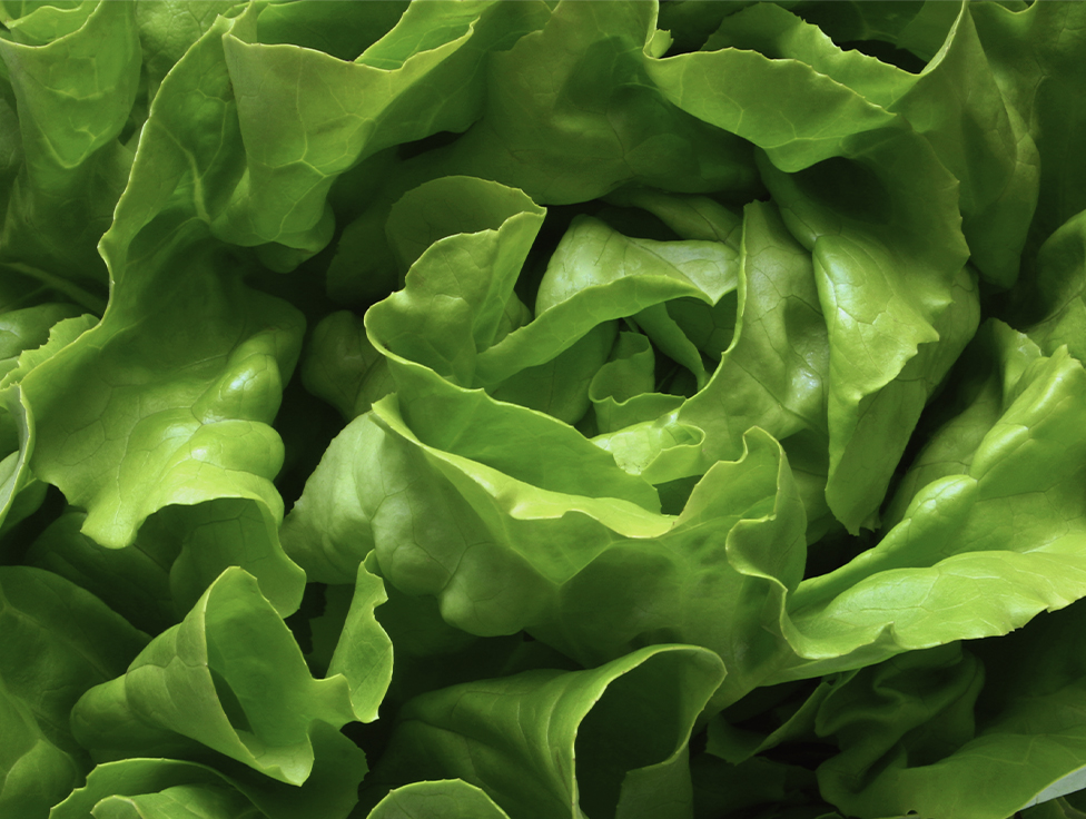 A close-up view of lettuce.