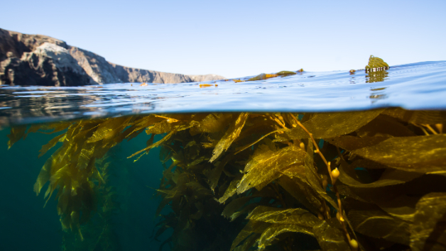Seaweed reaches up to the surface of the ocean, under blue skies with hills in the background above the water. 