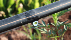 A close-up view of water dripping from an irrigation hose. 