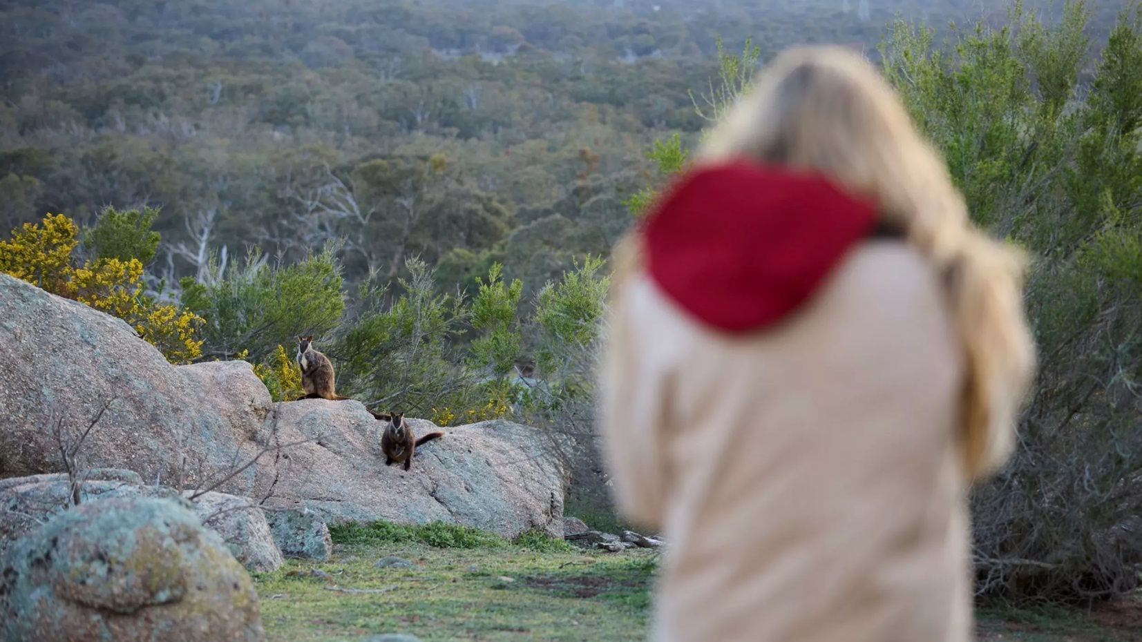 A person stands observing several wallaby. 