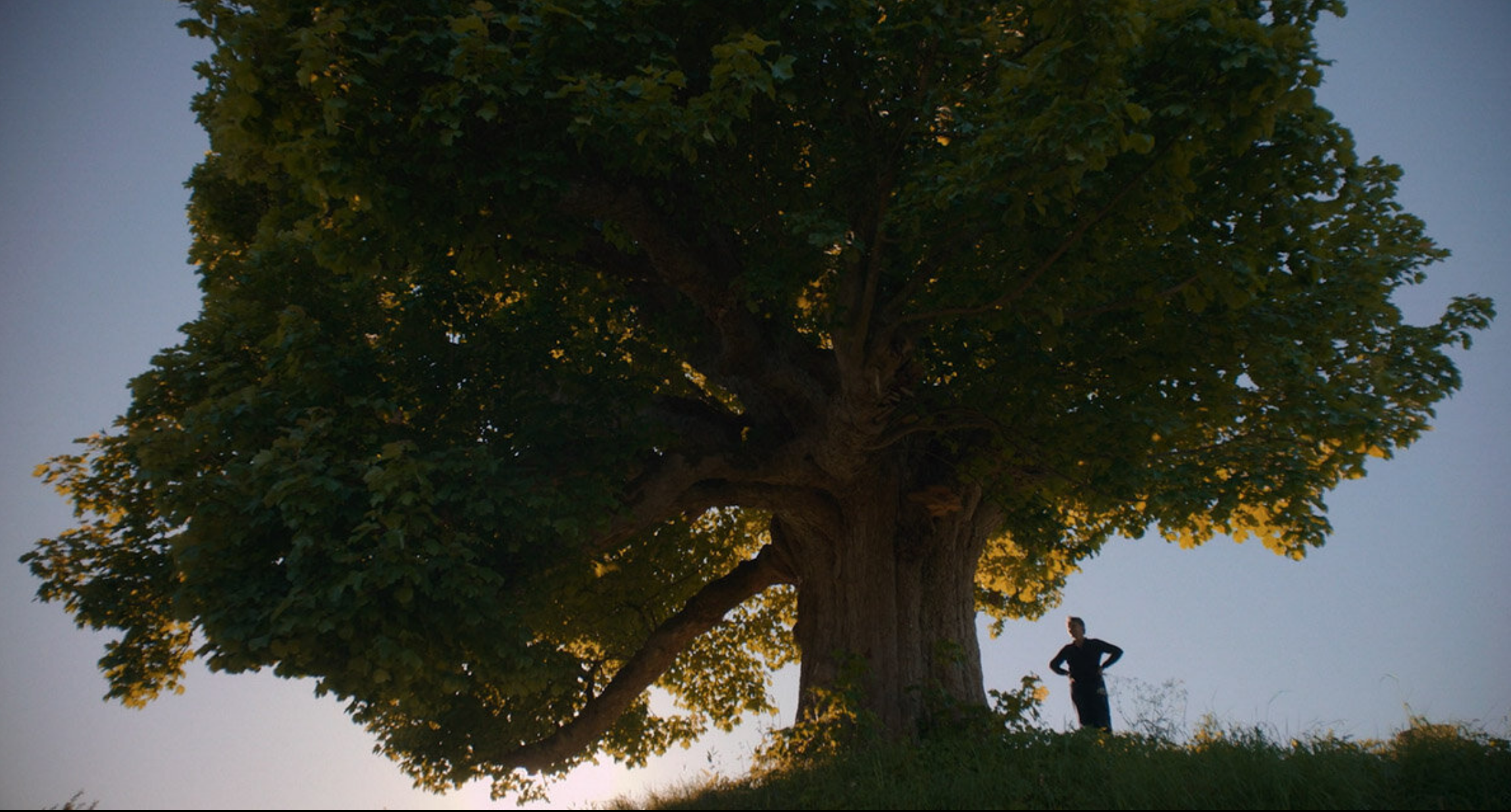 A person stands next to a large tree at sunset. 