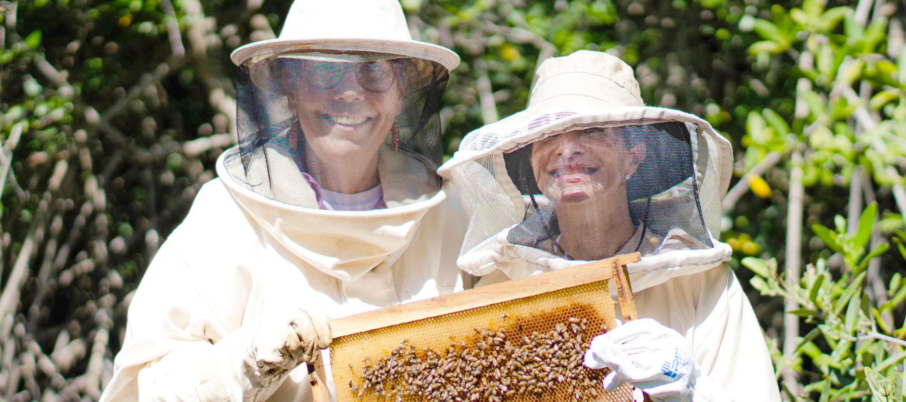 Two people wearing beekeeping suits hold up a honeycomb covered in bees. 