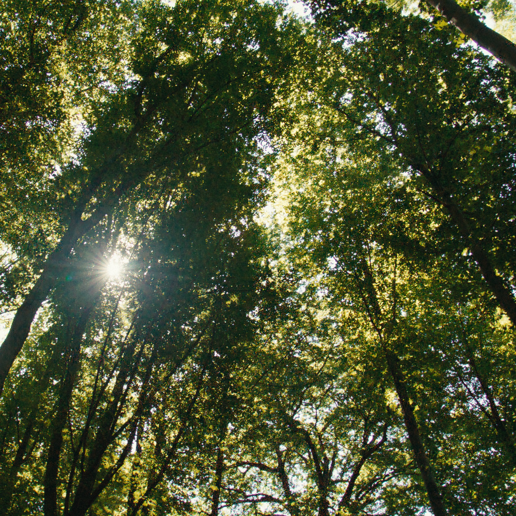 Upward view of tall tree canopy with sunlight streaming through green leaves, creating a natural sunburst effect.