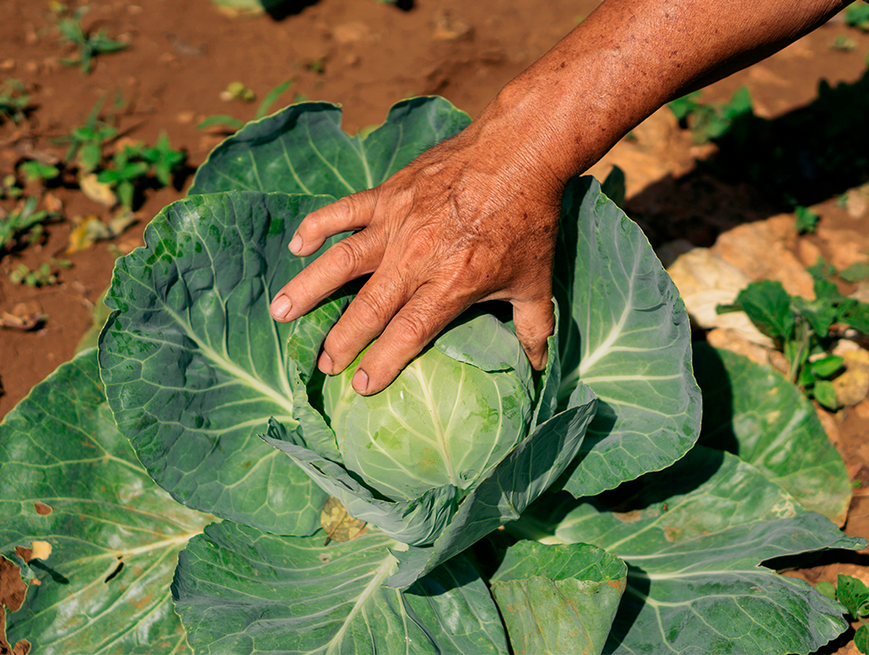 A hand reaches for a cabbage growing in the ground.